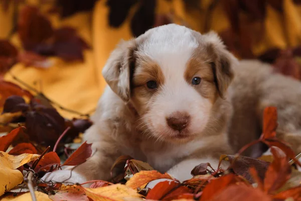 Merle Rojo Australiano Muy Lindo Suave Perro Raza Pura Cachorro — Foto de Stock