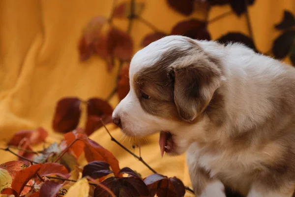 One Month Old Australian Shepherd Puppy Sitting Yellow Blanket Red — Stock Photo, Image