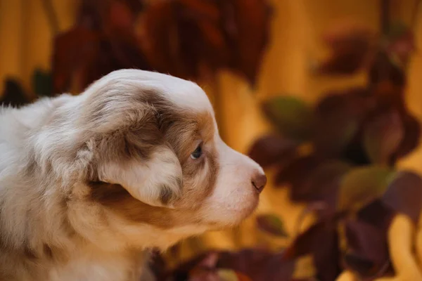 Een Maand Oude Australische Herder Puppy Zit Gele Deken Tussen — Stockfoto