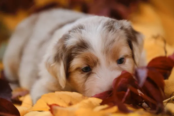 Aussie Red Merle Velmi Roztomilé Měkké Plnokrevný Pes Jeden Měsíc — Stock fotografie