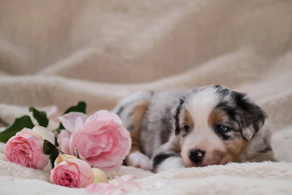 Pequeno Cachorro Australian Shepherd Azul Merle Encontra Cobertor Macio Fofo — Fotografia de Stock