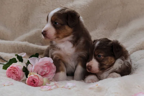 Two Small Australian Shepherd Puppies Red Tricolor White Fluffy Soft — Stock Photo, Image