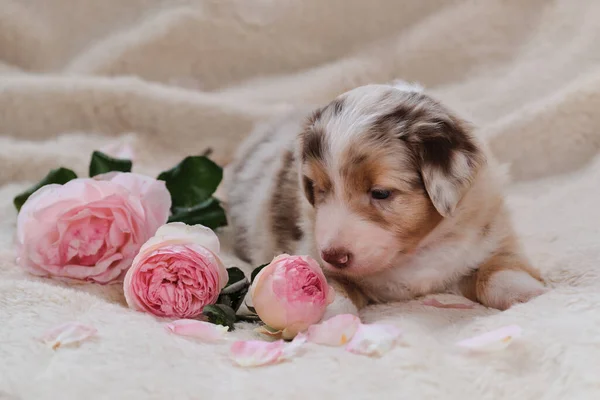 Pequeño Perrito Pastor Australiano Merle Rojo Sobre Manta Suave Mullida — Foto de Stock