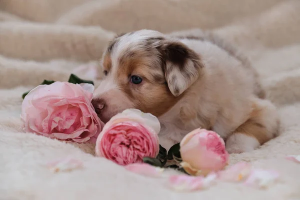 Pequeño Perrito Pastor Australiano Merle Rojo Sobre Manta Suave Mullida — Foto de Stock