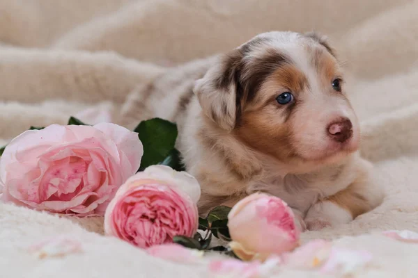 小澳大利亚牧羊犬在粉红玫瑰旁边的白色蓬松柔软的毛毯上涂上了红色的Merle 度假卡片上漂亮的狗儿 情人节快乐 国际妇女日 — 图库照片