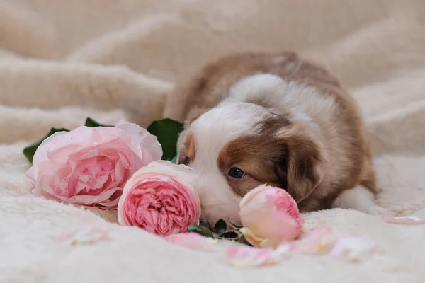 Pequeño Perrito Pastor Australiano Merle Rojo Sobre Manta Suave Mullida — Foto de Stock