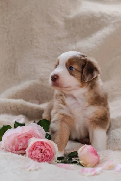 Küçük Avustralyalı çoban köpeği kırmızı Merle pembe güllerin yanında yumuşak beyaz battaniyede. Bayram kartları için güzel Avustralyalı köpek. Sevgililer Günün kutlu olsun. Uluslararası Kadın Günü.