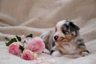 Avustralya çoban köpeği mavisi küçük Merle pembe gül buketinin yanında yumuşak beyaz bir battaniyenin üzerinde yatıyor. Bayram kartları için güzel Avustralyalı köpek. Uluslararası Kadınlar Günü. Sevgililer Günün kutlu olsun..