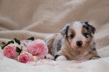 Avustralya çoban köpeği mavisi küçük Merle pembe gül buketinin yanında yumuşak beyaz bir battaniyenin üzerinde yatıyor. Bayram kartları için güzel Avustralyalı köpek. Uluslararası Kadınlar Günü. Sevgililer Günün kutlu olsun..