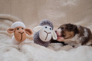 Kahverengi renkli Avustralya çoban köpeği yumuşak beyaz battaniyenin üzerinde iki el yapımı oyuncak koyun amigurumisinin yanında uzanıyor. Köpek yavrusu Avustralyalı üç renkli gerçek çoban. Köpek dişleriyle koyun kulağı ısırır..
