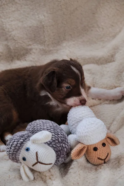 Cane Pastore Australiano Colore Marrone Trova Una Morbida Coperta Bianca — Foto Stock