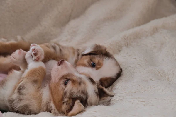 Two Small Puppies Australian Shepherd Red Merle Having Fun Playing — Stock Photo, Image