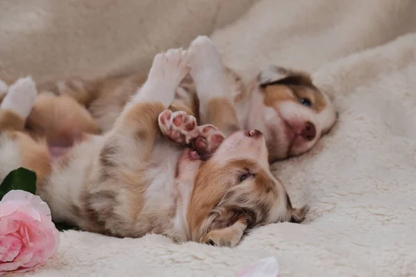 Two Small Puppies Australian Shepherd Red Merle Having Fun Playing — Stock Photo, Image