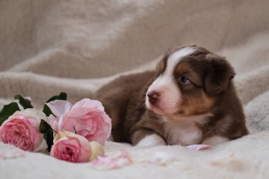 Küçük Avustralyalı çoban köpeği kırmızısı üç renkli beyaz yumuşak battaniyenin üzerinde pembe güllerin yanında yatıyor. Bayram kartları için güzel Avustralyalı köpek. Sevgililer Günün kutlu olsun. Uluslararası Kadın Günü.