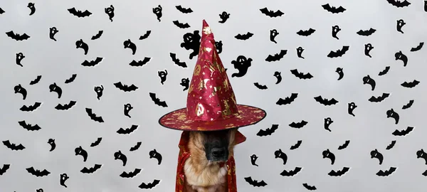 Minimalistic Halloween Πανό Σκυλί Κοστούμι Μάγισσα Και Μαύρα Φαντάσματα Και — Φωτογραφία Αρχείου