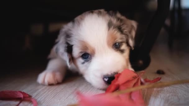 Welpe Von Australian Shepherd Blue Merle Mit Blauen Augen Liegt — Stockvideo