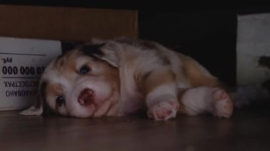 Avustralya çoban köpeği kırmızı Merle mavi gözlü pençelerini uzatmış ve dikkatle gözlemliyor. Sevimli bebek Avustralyalı. Genç köpeğin 4K videosu.