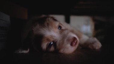 Avustralya çoban köpeği kırmızı Merle mavi gözlü pençelerini uzatmış ve dikkatle gözlemliyor. Sevimli bebek Avustralyalı. Genç köpeğin 4K videosu.