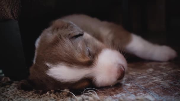 オーストラリアの羊飼いの子犬の赤い三色の頭の上に白い縞模様があり その芝生が広がって甘い眠りについています 可愛い赤ちゃんのオージー 4Kビデオの若い犬 — ストック動画