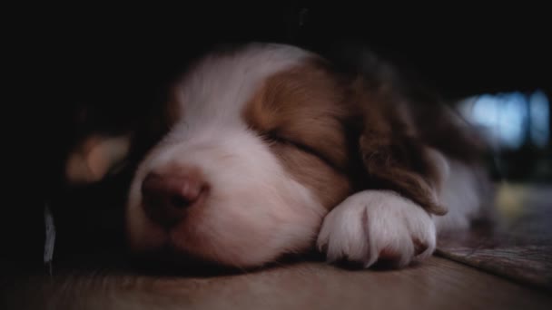 스러운 아기가 태어났다 비디오의 셰퍼드 강아지는 바닥에서 달콤하게 — 비디오