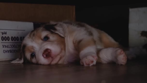 Australian Shepherd Cachorro Merle Vermelho Com Olhos Azuis Encontra Chão — Vídeo de Stock