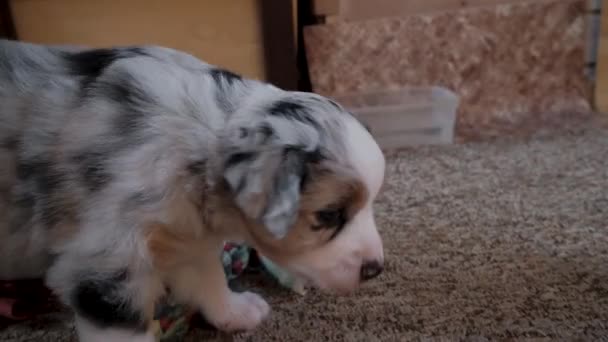 Tampan Anak Anjing Biru Aussie Merle Berjalan Sekitar Ruangan Dan — Stok Video