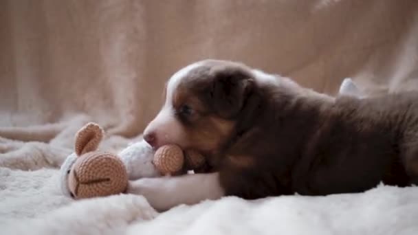 Australian Shepherd Cachorro Tricolor Rojo Con Raya Blanca Cabeza Encuentra — Vídeos de Stock