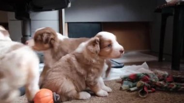 Sevimli bebek Avustralyalı. Genç bir köpeğin 4K videosu. Dört kahverengi Avustralya çoban köpeği evde eğleniyor, sonra anne köpeklerini buluyor ve ondan süt yemesini istiyor..