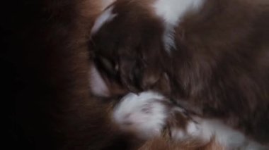 4K video genç köpek. Üç kahverengi Avustralya çoban köpeği anne köpeğini bulur ve ondan süt yemesini ister. Küçük köpekler yerde yatıp küçük ağızlarıyla meme ucu arayan annelere süt verirler..