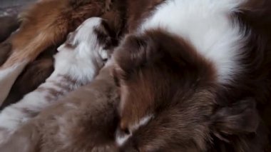 Dört kahverengi Avustralya çoban köpeği yavrusu sütle beslenmek için anne meme uçları arıyor. Avustralyalı anne yalıyor ve yavrularına bakıyor. 4K video köpek kulübesi.