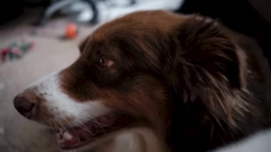 Yetişkin Avustralya çoban köpeği kırmızı üç renkli kahverengi akıllı gözlü dikkatli bir şekilde ileriye bakar ve dikenli kulaklarla dinler. Avustralyalı köpek kulübesi. Çoban köpeklerinin 4K videosu..