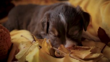 Kafasında beyaz çizgili kırmızı üç renkli, küçük sevimli bir Avustralya çoban köpeği sarı yumuşak battaniyeye uzanıyor ve kuru sonbahar yapraklarını inceliyor. Avustralyalı yavru köpek yatağında dinleniyor..