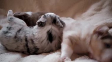 Avustralya çoban köpeğinin üç yavrusu üç renkli kırmızı ve mavi merle battaniyenin üzerinde oynuyorlar. Avustralyalı köpek yavruları sosyalleşir ve dişleriyle birbirlerini inceler. Köpek kulübesi. Yavru köpekler..