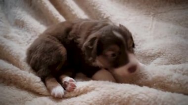 Kafasında beyaz çizgili üç renkli Avustralya çoban köpeği yavrusu kırmızı renginde koyun derisi battaniyenin üzerinde yatıyor ve oyuncak koyunlarla oynuyor. Avustralyalı köpek yavrusu dişlerini biler ve oyuncakları kemirir. Çoban kulübesi.