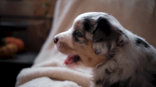 Australische Herder Puppy Blauw Merle Met Blauwe Ogen Meest Interessante — Stockvideo