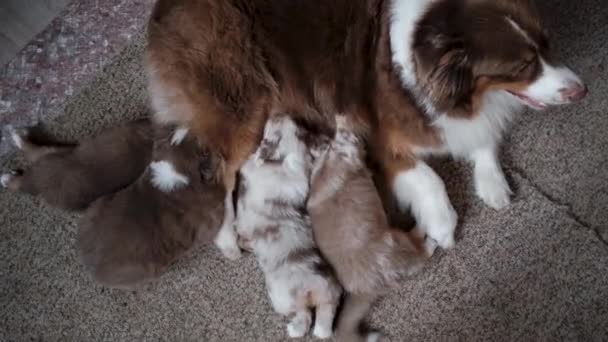 Cuatro Cachorros Aussie Merle Rojo Tricolor Con Cola Con Colas — Vídeo de stock