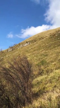 Sarı otların rüzgarda sallandığı ve tepelerinde büyük kayaların olduğu bir dağ. Rusya 'nın güzel panoramik manzarası. Mobil aygıtlarda kullanmak için dikey video.