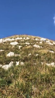 Alman çoban köpeği büyük taşlar ve otların arasında dar patika boyunca dağdan aşağı doğru yürüyor. Köpek dağlarda geziyor. Mobil aygıtlarda kullanmak için dikey video.