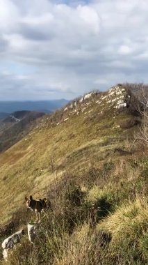 Köpek gezgindir. Kırmızı renkli Alman çoban köpeği uçurumun tepesindeki büyük taşın üzerinde kalır ve sonbaharda dağ manzarasına hayran kalır. Mobil aygıtlarda kullanmak için dikey video.
