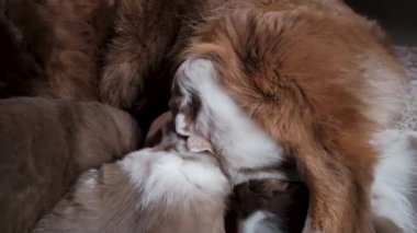 4K video genç köpek. Üç kahverengi Avustralya çoban köpeği anne köpeğini bulur ve ondan süt yemesini ister. Küçük köpekler yerde yatıp küçük ağızlarıyla meme ucu arayan annelere süt verirler..