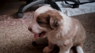 Kuyruklu bir Avustralyalı kızıl merle yavrusu oturur ve bakar ve sonra anne köpeklerin meme uçlarına bakmaya gider. Yavrular odada yerde yatarak yemek yerler. Avustralyalı çoban kulübesi..