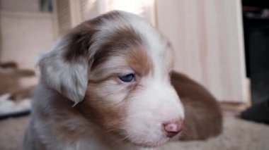 Mavi gözlü bir Avustralyalı kırmızı merle yavrusu dikilir ve dikkatlice ileriye bakar, ve sonra ikinci kırmızı üç renkli köpek yavrusu gelir. Avustralyalı çoban kulübesi. Genç bir köpeğin 4K videosu.
