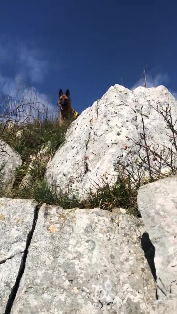 Duitse Herder Staat Top Van Berg Grote Steen Kijkt Naar — Stockvideo