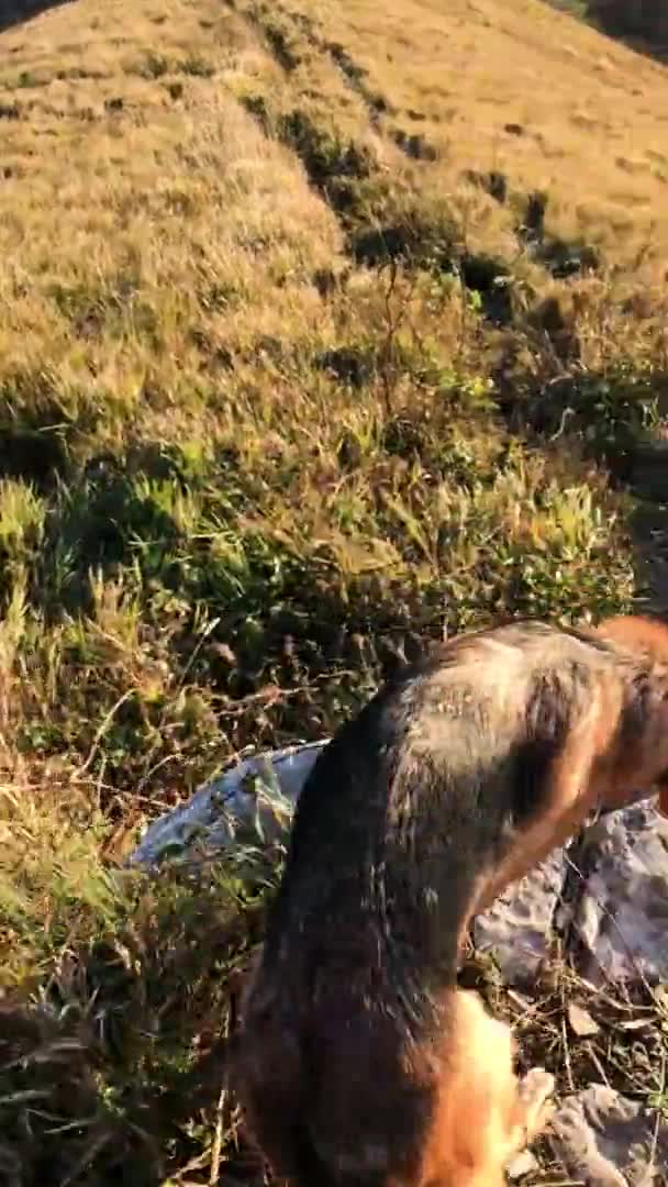 Perro Pastor Alemán Viaja Través Las Montañas Con Hombre Perro — Vídeo de stock