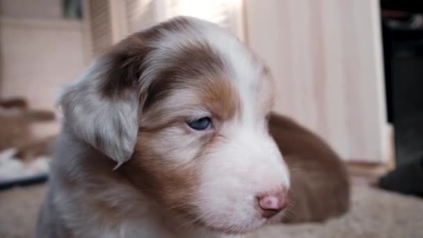Cachorro Vermelho Aussie Merle Com Olhos Azuis Fica Olha Atentamente — Vídeo de Stock