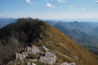 Siyah kırmızı Alman kurdu dağın tepesinde büyük bir kayanın üzerinde duruyor ve doğa milli parkına hayranlık duyuyor. Sonbaharda köpekle dağlarda seyahat et..