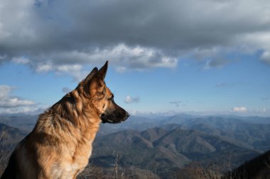 Alman çoban köpeği profil görüntüsüyle dağlarda dolaşır. Dağlara karşı köpek özgürlüğün ve doğa manzarasının tadını çıkarıyor. Büyüleyici safkan hayvan..