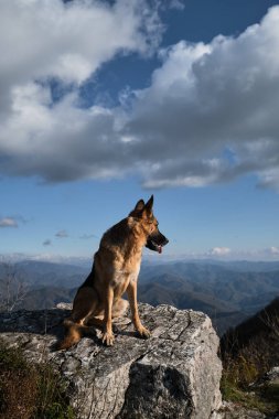 Alman çoban köpeği dağlarda seyahat eder. Beyaz bulutlu güzel mavi gökyüzü. Köpek uçurumun tepesinde oturuyor ve özgürlüğün ve doğa manzarasının tadını çıkarıyor. Ulusal park..