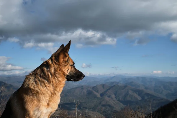Alman çoban köpeği profil görüntüsüyle dağlarda dolaşır. Dağlara karşı köpek özgürlüğün ve doğa manzarasının tadını çıkarıyor. Büyüleyici safkan hayvan..