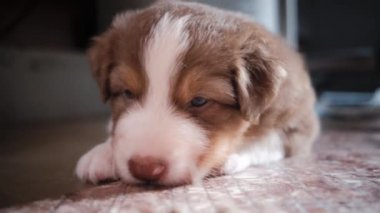 Kafasında beyaz çizgiler olan sevimli köpek yavrusu Avustralyalı Avustralyalı üç renkli odada yerde yatıyor ve uyumaya çalışıyor. Avustralyalı çoban kulübesi. 4K köpek videosu. Yavru köpek yorgundu ve dinlenmek için uzandı..